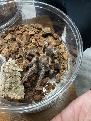 animal image