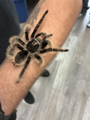 animal image