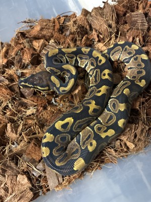 animal image