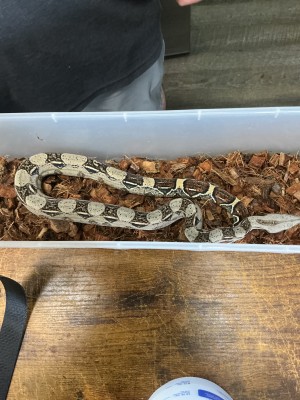 animal image