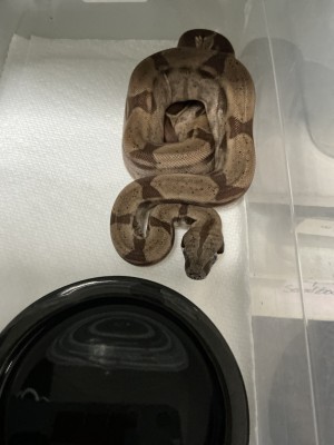animal image