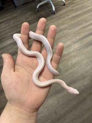 animal image