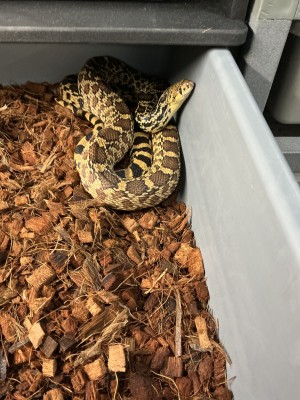 animal image