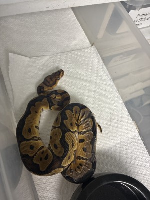 animal image