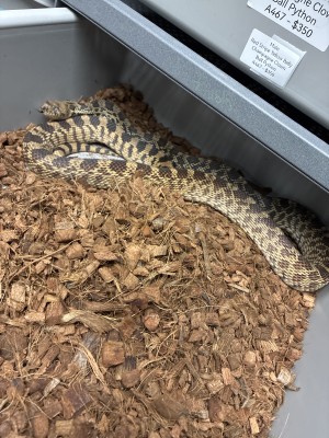 animal image