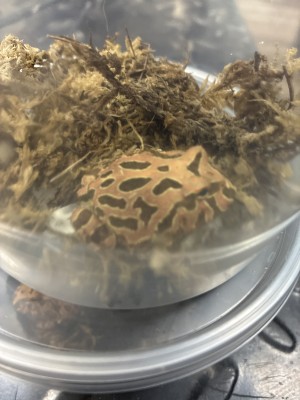 animal image