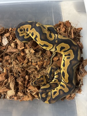 animal image