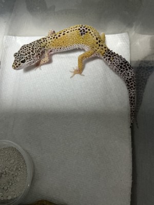animal image
