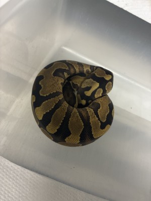 animal image