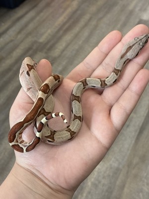 animal image