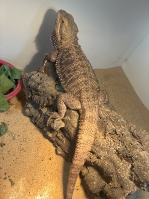 animal image