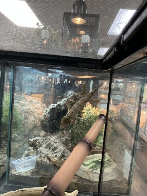 animal image