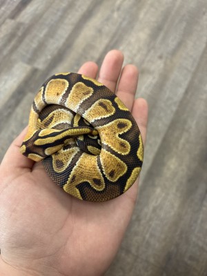 animal image
