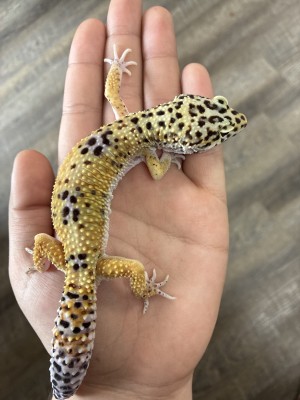 animal image