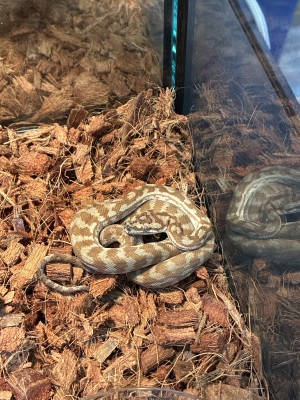 animal image
