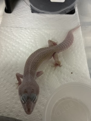 animal image
