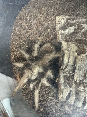 animal image