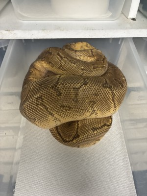 animal image