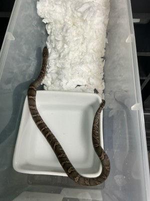 animal image