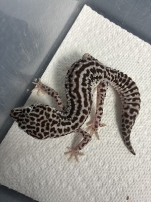 animal image