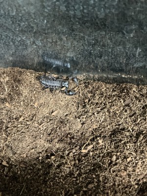 animal image