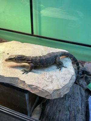 animal image