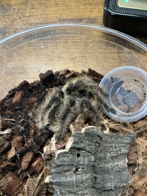 animal image
