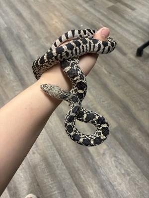 animal image