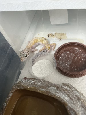 animal image
