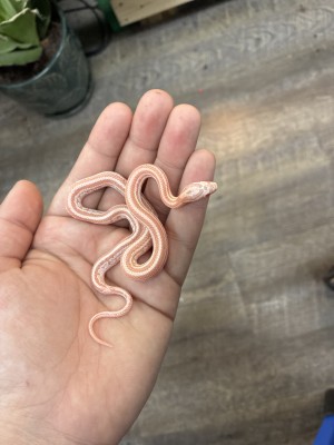 animal image