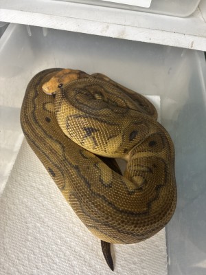 animal image
