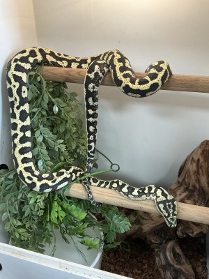 animal image