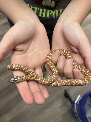 animal image