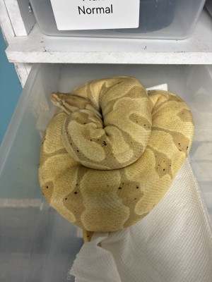 animal image
