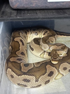 animal image