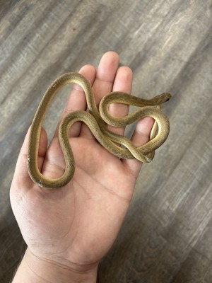 animal image