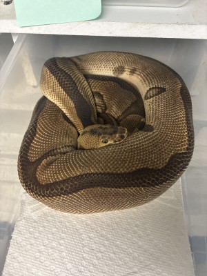 animal image