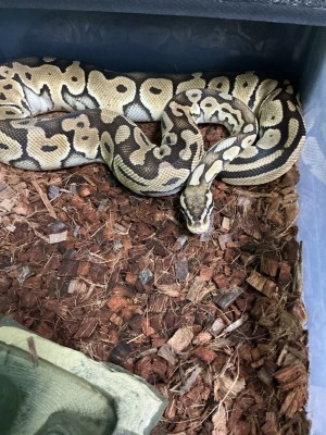 animal image