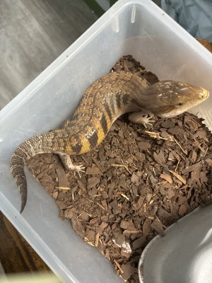 animal image