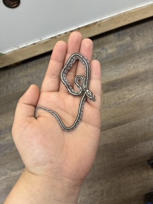 animal image