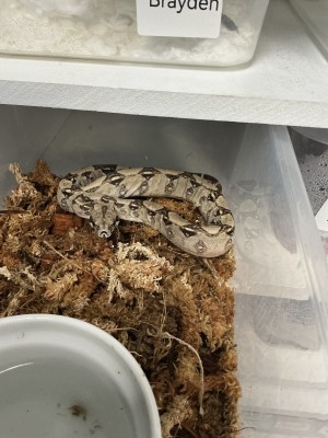 animal image