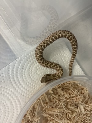 animal image