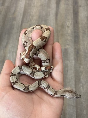 animal image