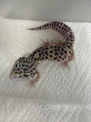 animal image