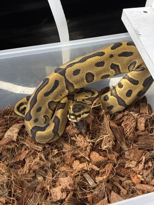 animal image