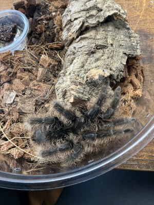 animal image