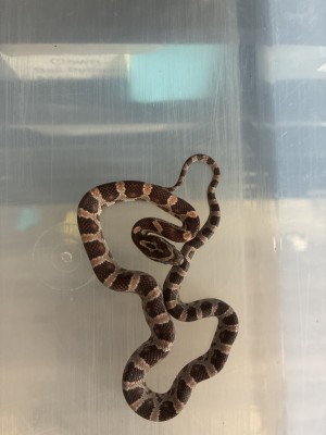 animal image