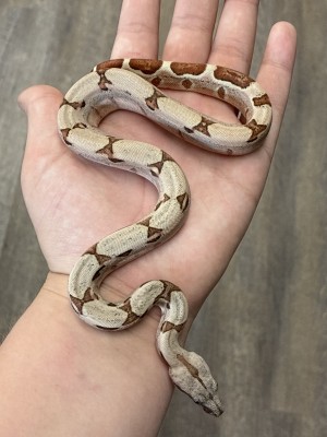 animal image