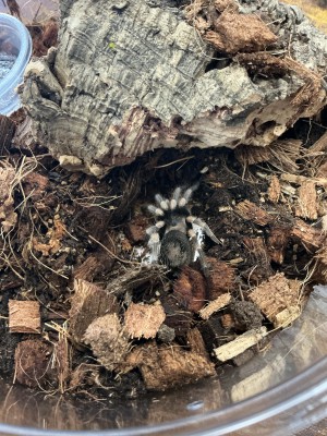 animal image