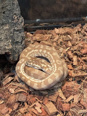 animal image